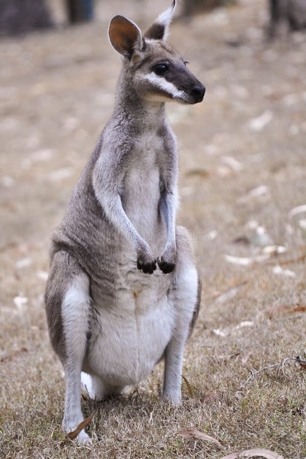 A rare whiptail wallaby at Carnarvon Gorge, in Outback Queensland, Australia. A rare whiptail wallaby at Carnarvon Gorge, in Outback Queensland, Australia