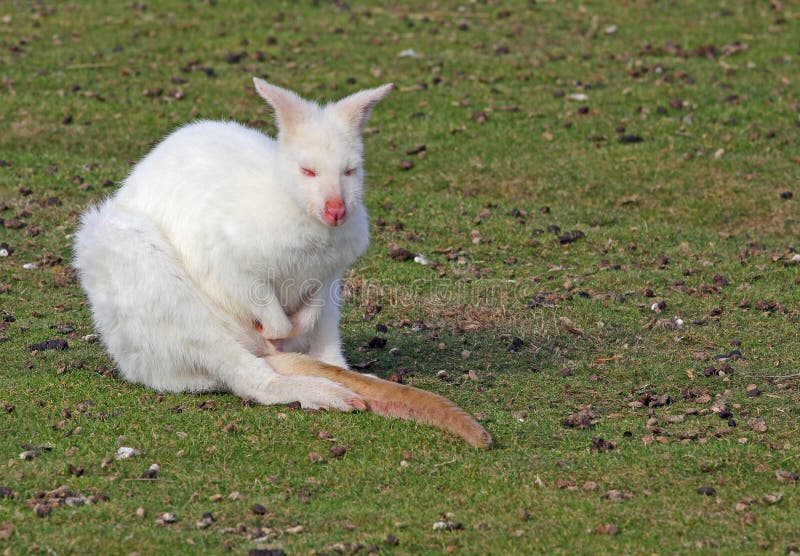 Ualabi com albino Joey imagem de stock Imagem de 