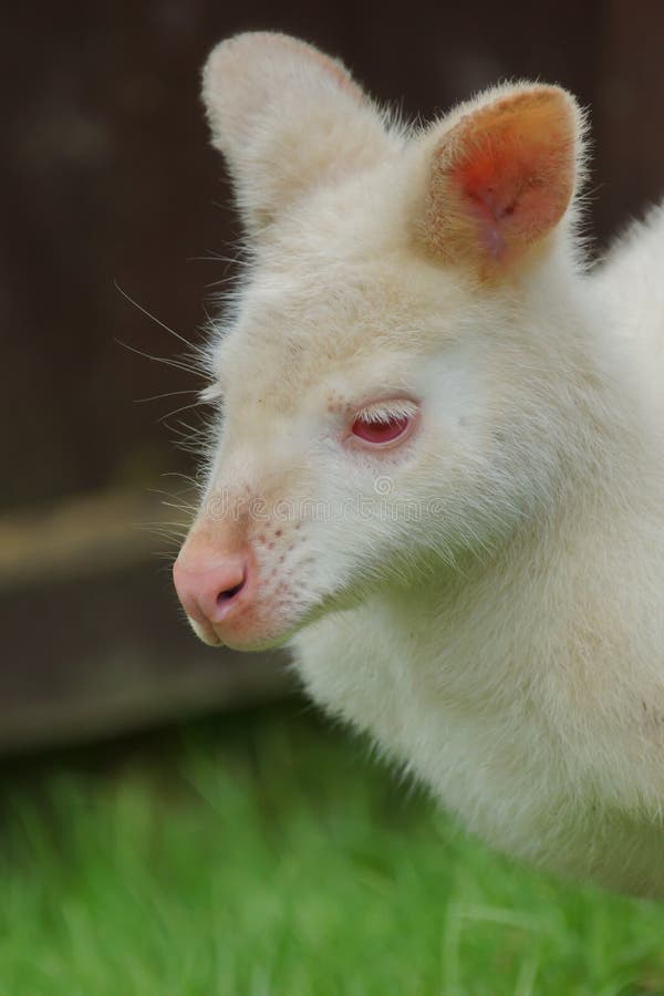 Ualabi com albino Joey imagem de stock Imagem de 