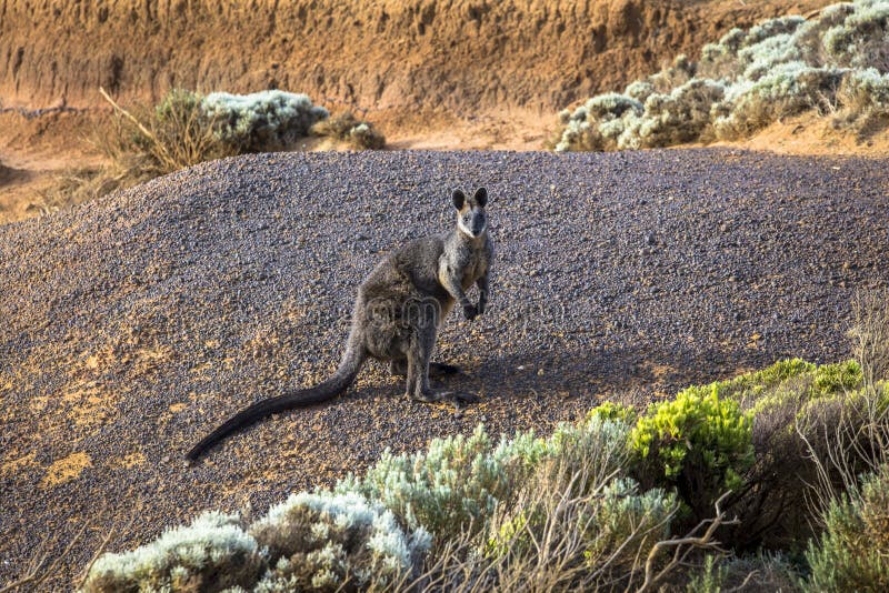 Wallaby sauvage à la côte de Victoria Australia Great Ocean Road et océans et falaise de mer d'environs photographie stock Wallaby sauvage à la côte de Victoria Australia Great Ocean Road et océans et falaise de mer d'environs photographie stock