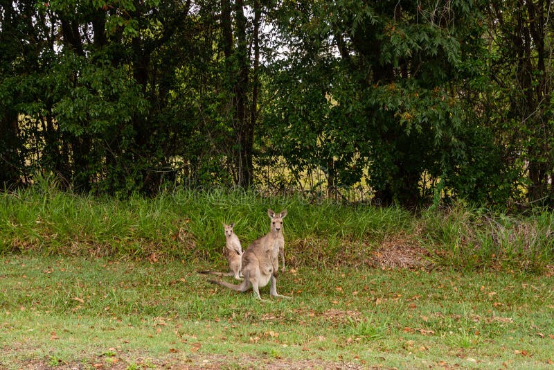 Wallaby και καγκουρό στο Μπους Queensland στοκ εικόνες Wallaby και καγκουρό στο Μπους Queensland στοκ εικόνες