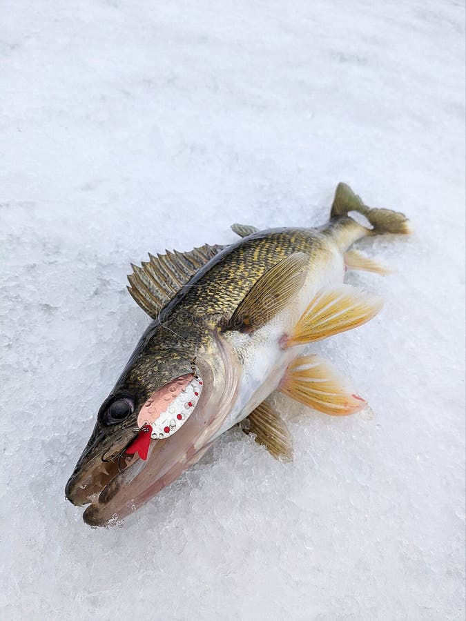 Walleye Ice Fishing Spoon Lure Stock Image - Image of fishing, cold:  306248519