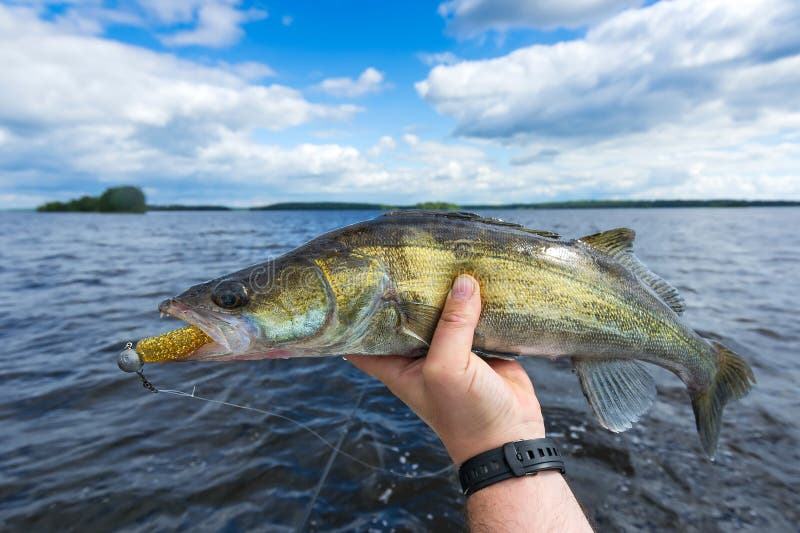 Medium size walleye in the angler's hand. Medium size walleye in the angler's hand