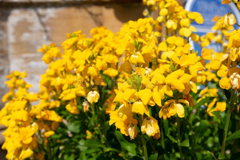 Wallflowers stock photo. Image of ornamental, bloom 247742306