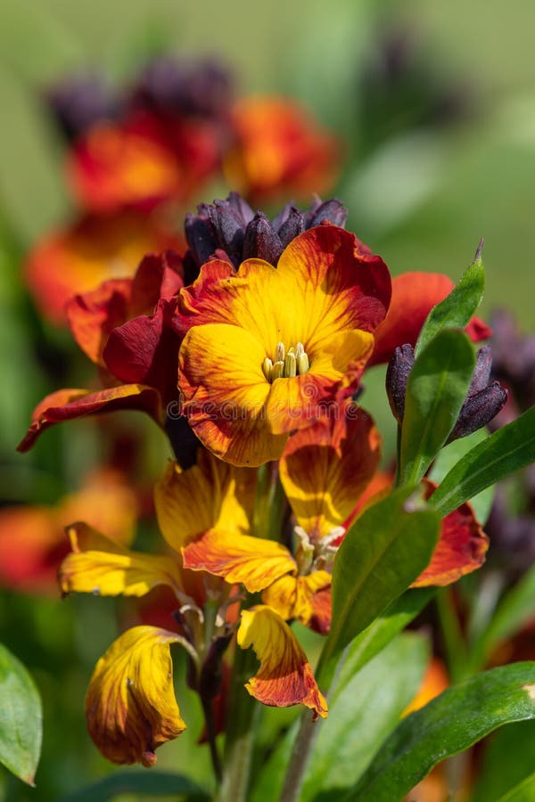 Wallflowers Erysimum Cheiri in Bloom Stock Photo Image of cultivated