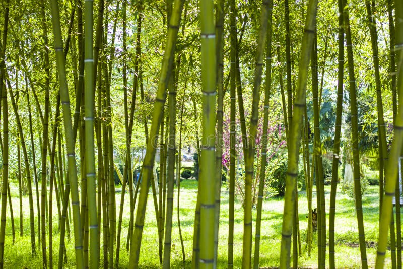 Wallpaper and Background of Nature, Bamboo Trees in Garden Stock Photo -  Image of fresh, kyoto: 217683732