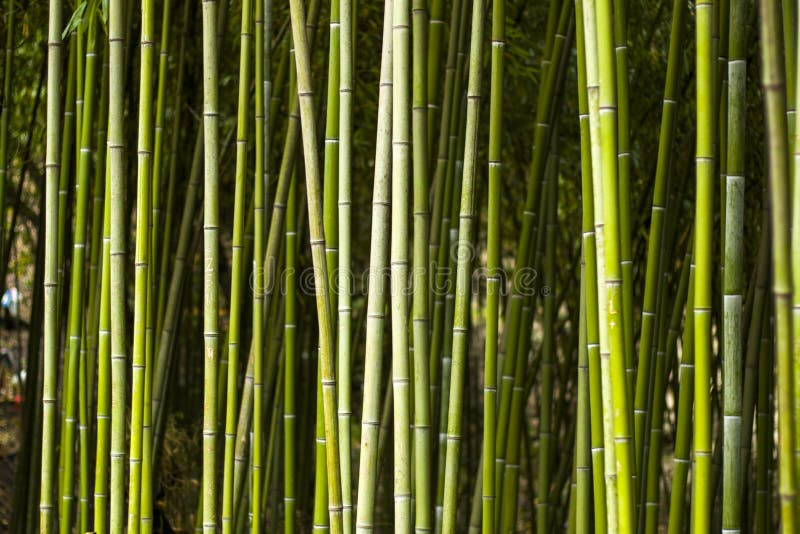 Wallpaper and Background of Nature, Bamboo Trees in Garden Stock Photo -  Image of famous, green: 204422022