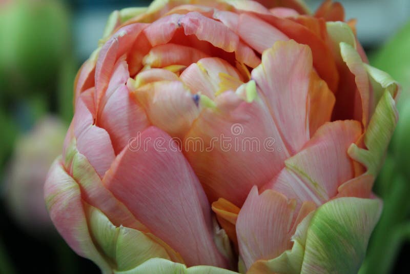 Large Peach Peony Flower Bloom stock photos Large Peach Peony Flower Bloom stock photos