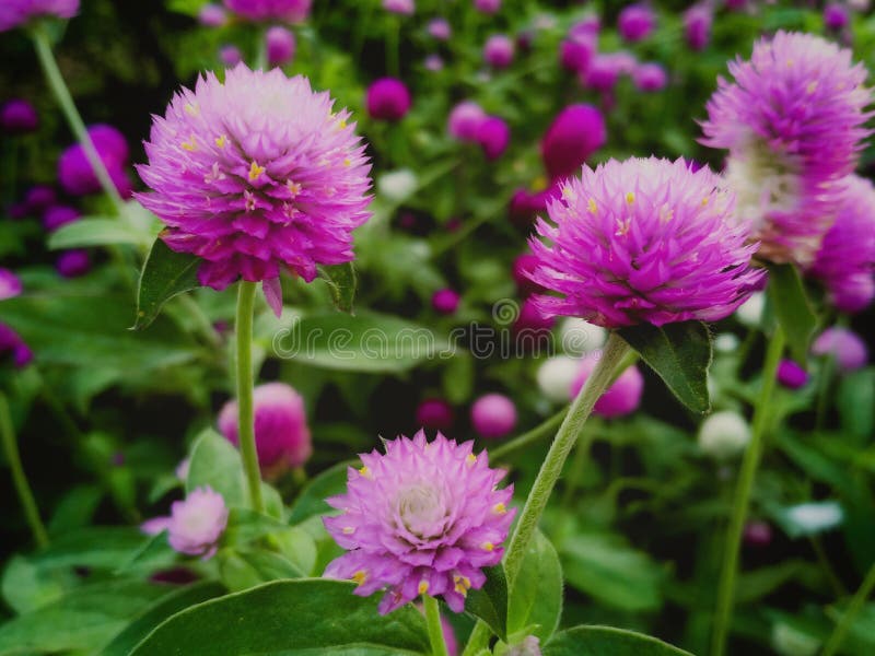 172 Flowerflower Photos Free Royalty Free Stock Photos From Dreamstime 172 Flowerflower Photos Free Royalty Free Stock Photos From Dreamstime