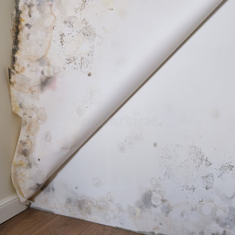 Help Mould on the walls What you need to consider before starting your  wallpapering project  Blog  Wallpaper from the 70s