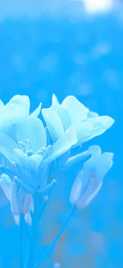 Wallpaper Samsung phone stock image. Image of phone - 166219099 Wallpaper Samsung phone stock image. Image of phone - 166219099