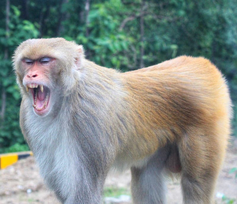 Macaco Chimpanzé Retrato Ao Ar Livre Foto de Stock - Imagem de dentes,  animal: 272533470