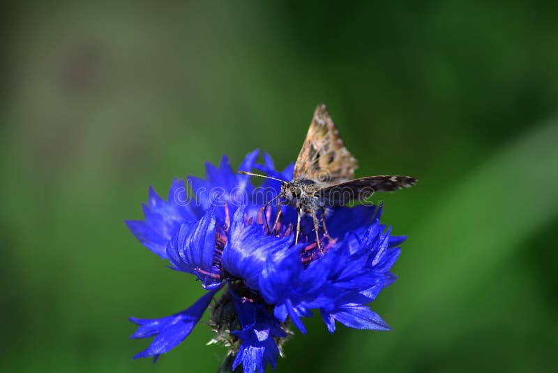 A gray moth butterfly on a blue cornflower flower