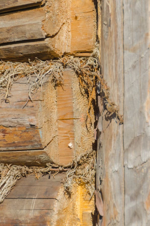 The old walls of the barn in the gap scored moss, insulation stock photos