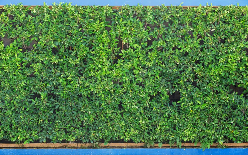 Vertical garden stock photo. Image of flower, forest 90781768