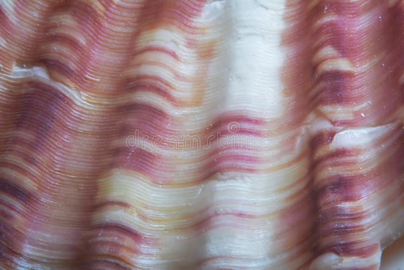 The walls of the shell in the form of spirals, macrophotography, closeup royalty free stock image