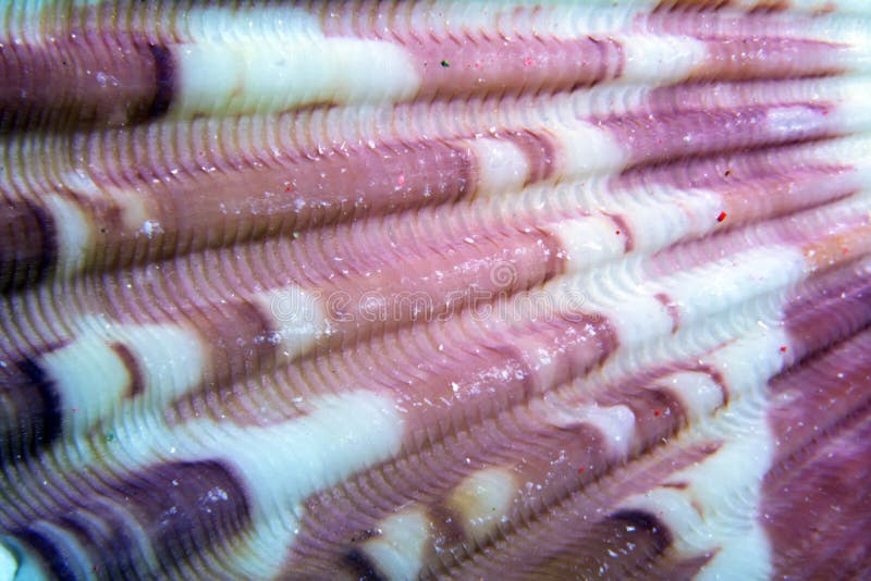 The walls of the shell in the form of spirals, macrophotography, closeup stock images