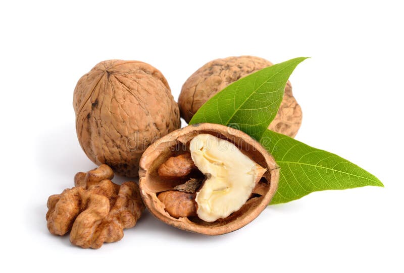  walnut στοκ φωτογραφίες