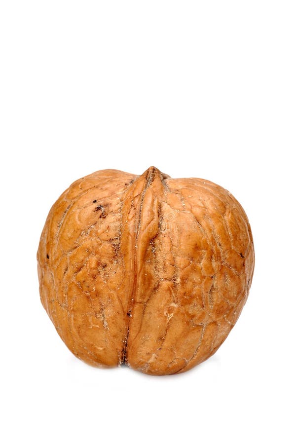 Walnut