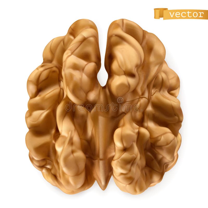 Kernel Stock Illustrations – 8,847 Kernel Stock Illustrations, Vectors