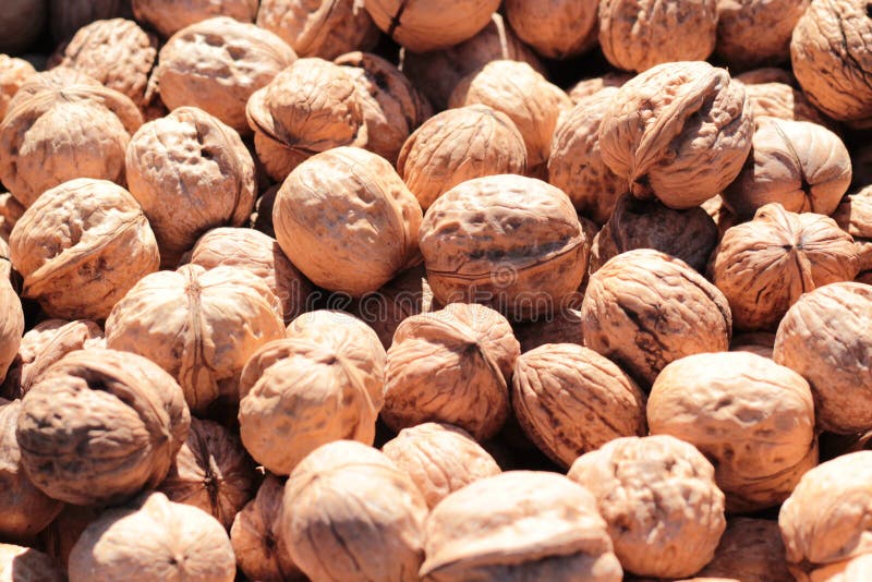 Walnut kernel stock image. Image of agriculture, food 61263085