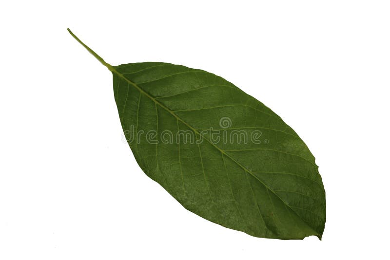 Image of walnut with leaf. stock image. Image of isolated - 150787707