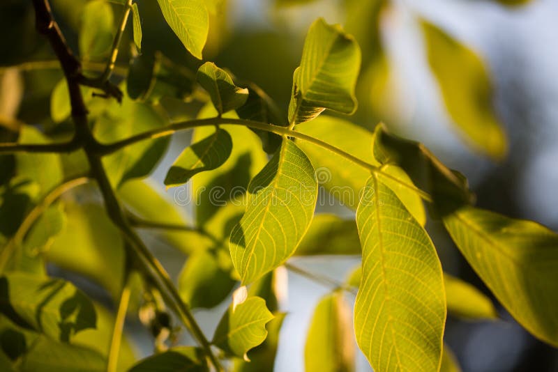 Walnut Leaves on the Branch Stock Photo Image of botany, environment 117872754