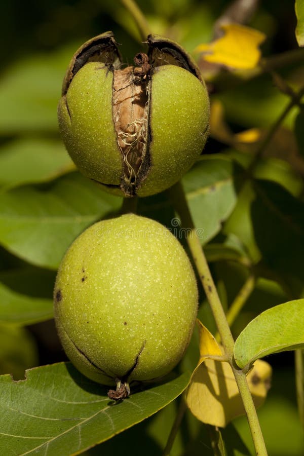 Walnut ripe