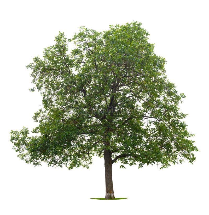 Albero di noce, isolato su sfondo bianco.