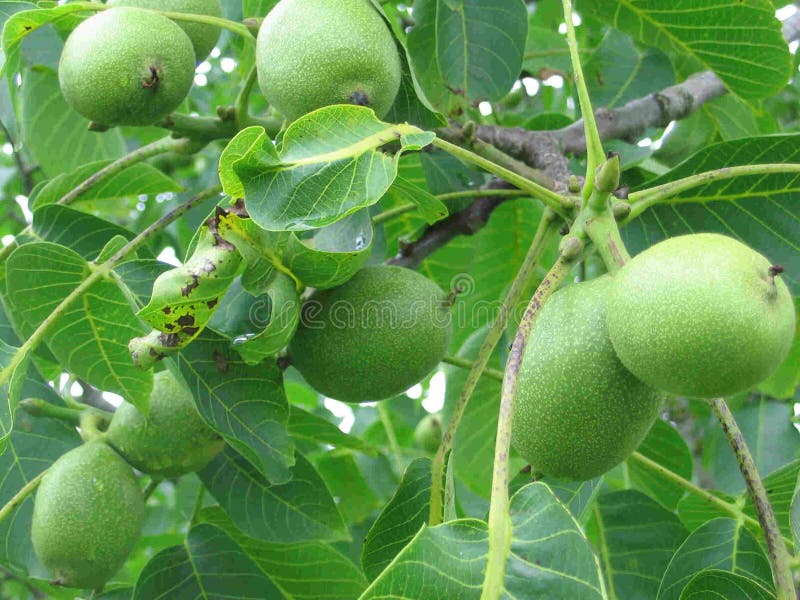 Green walnuts on a tree stock photo Green walnuts on a tree stock photo