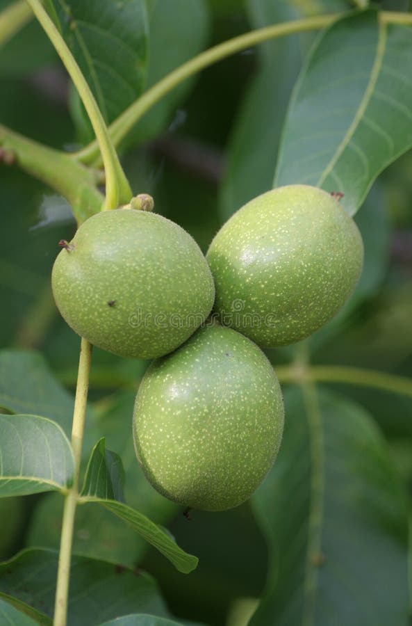 380+ Walnut tree Free Stock Photos StockFreeImages