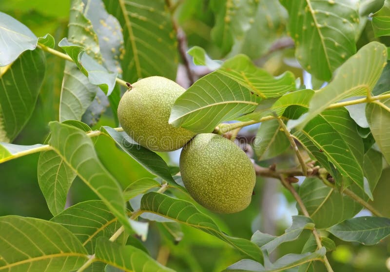 Walnut tree (Juglans regia) with fruit