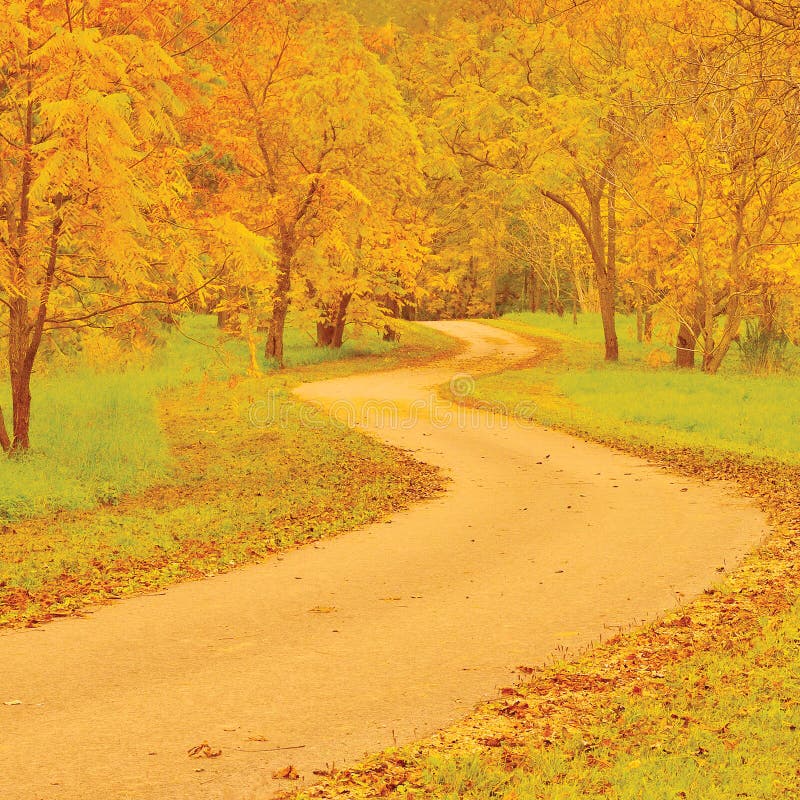 Walnut trees and footpath in autumn, colorful yellow, red leaves, large detailed outdoor scene, old pathway in woods, aged tarmac stock images Walnut trees and footpath in autumn, colorful yellow, red leaves, large detailed outdoor scene, old pathway in woods, aged tarmac stock images
