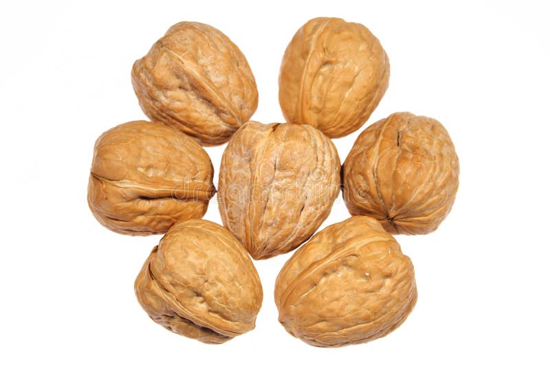 Walnuts stock photography