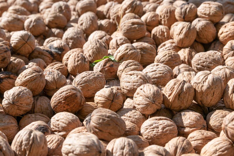 Walnuts drying in the sun stock image. Image of diet 179226179