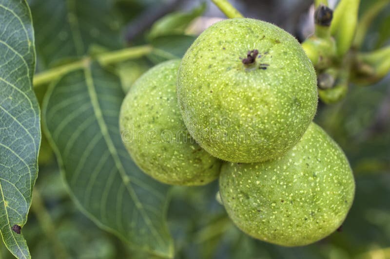 walnut and green