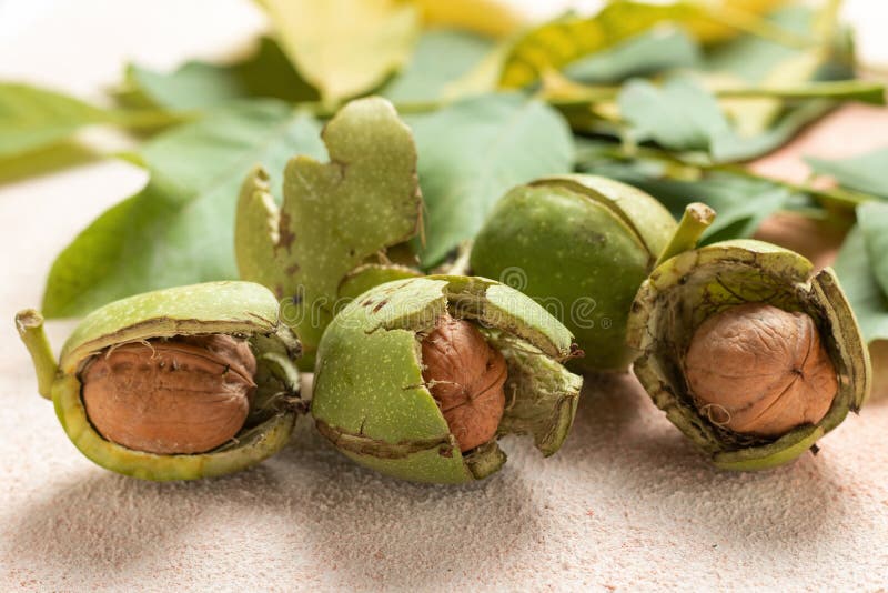 Walnuts Inside the Green Husk. Stock Image Image of space, shell