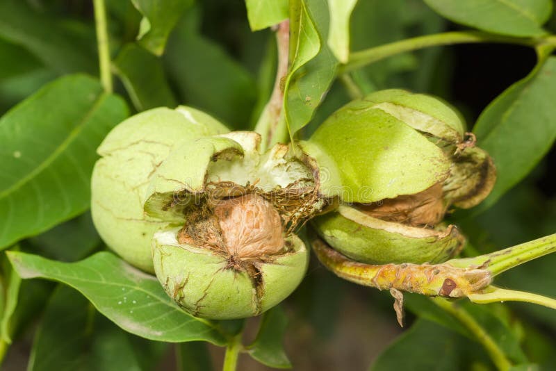 Walnuts in their husks stock image. Image of walnut, nuts 1114859