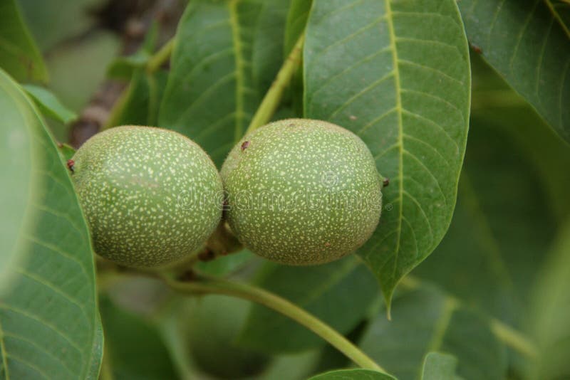 Walnuts on a Tree stock image Walnuts on a Tree stock image