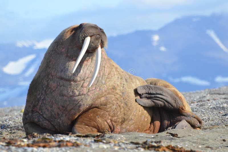 Male walrus with big tusks on northern Svalbard.