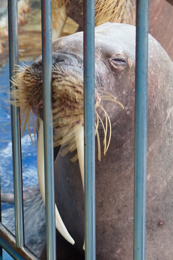Walrus behind the cage royalty free stock photography Walrus behind the cage royalty free stock photography