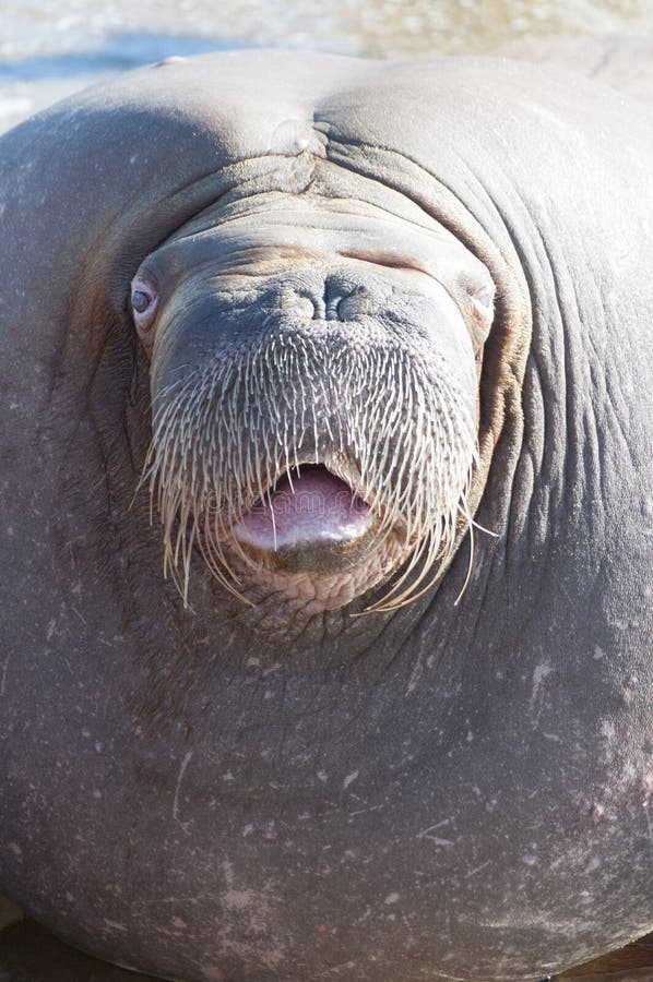 Walrus stock image Walrus stock image
