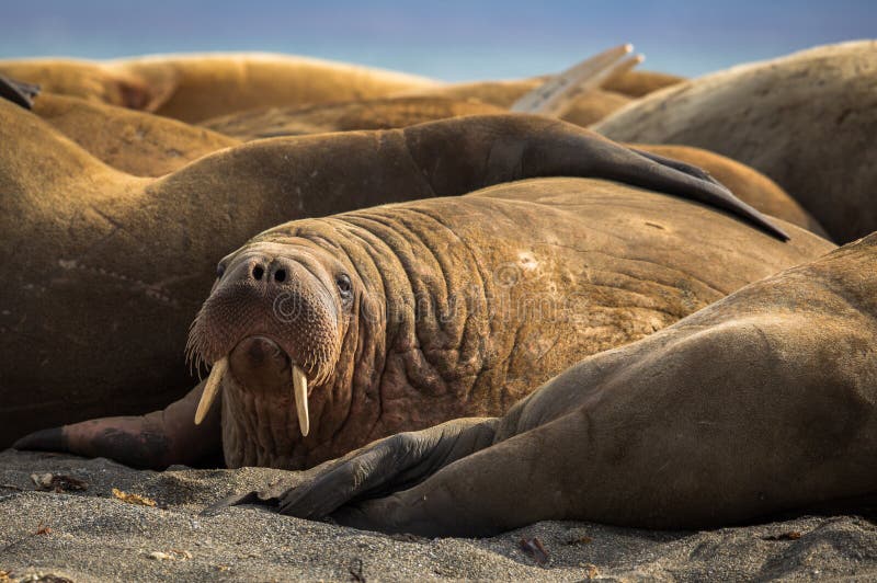 Walrus in a group of walruses on Prins Karls Forland, Svalbard royalty free stock photos
