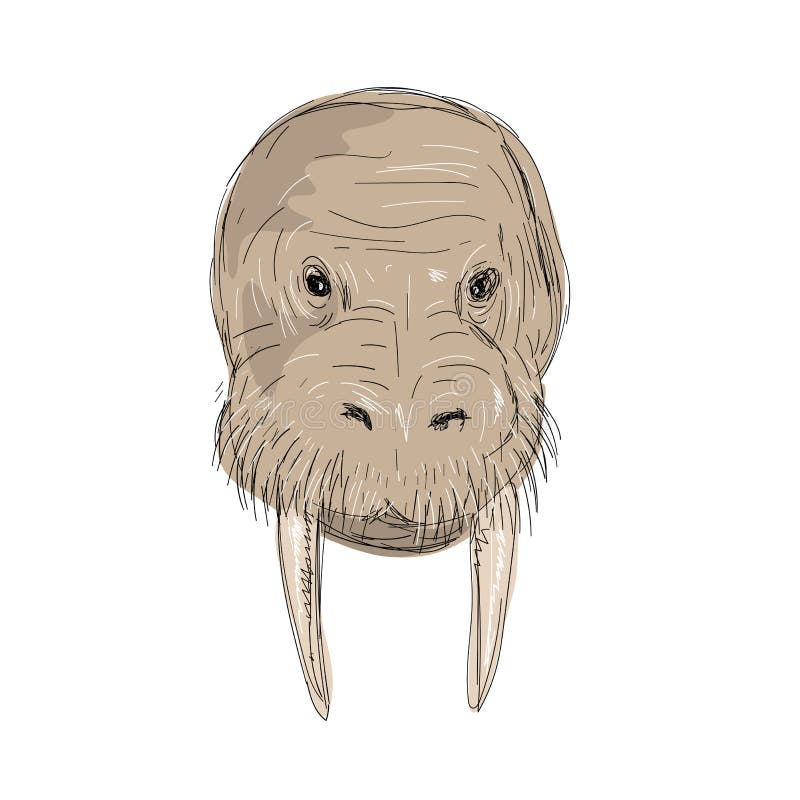 Walrus Head Hand Drawn Craft Animal Clip Art Image Transfer Drawing