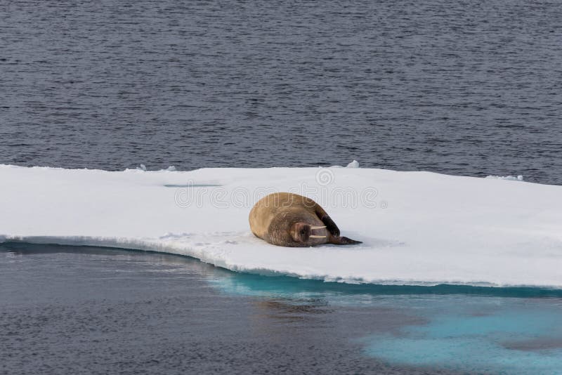 Walrus lying on the pack ice north of Spitsbergen Island royalty free stock photography