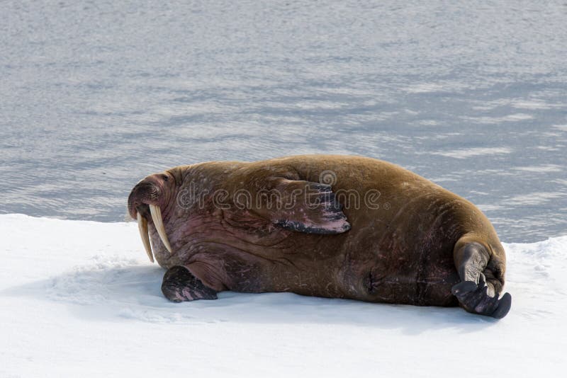 Walrus lying on the pack ice north of Spitsbergen Island stock images