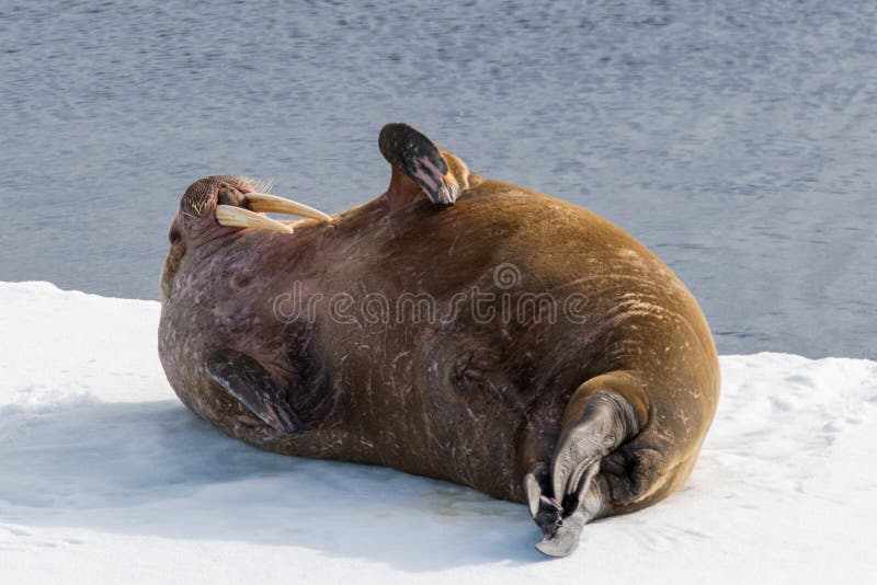 Walrus lying on the pack ice north of Spitsbergen Island stock photos