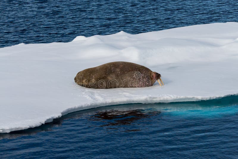 Walrus lying on the pack ice north of Spitsbergen Island royalty free stock photography