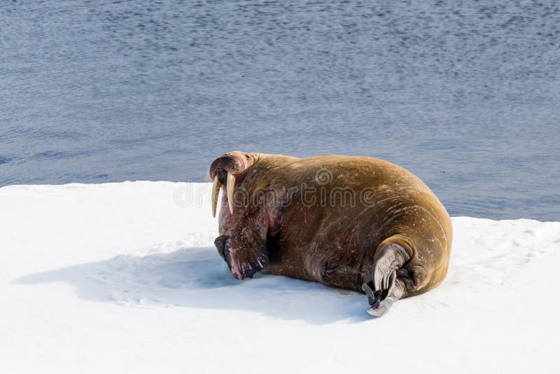 Walrus lying on the pack ice north of Spitsbergen Island royalty free stock photography