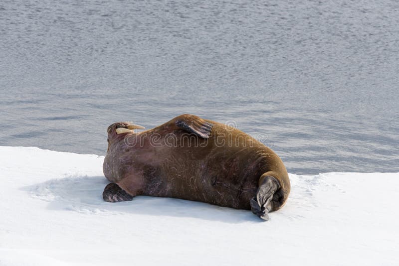 Walrus lying on the pack ice north of Spitsbergen Island, Svalbard royalty free stock photos